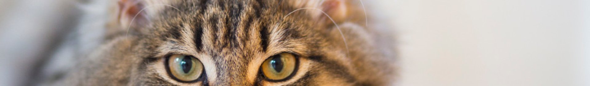 Kedi ile Bisikletçi