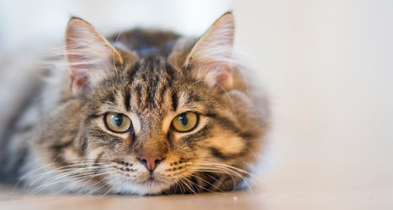 Kedi ile Bisikletçi