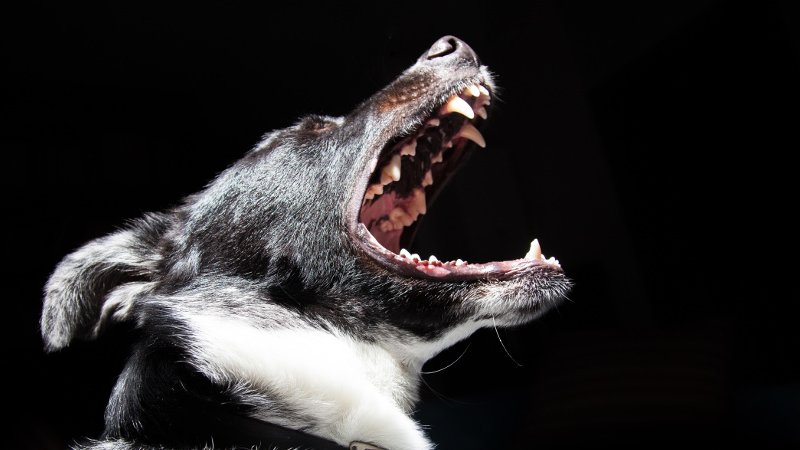 Köpekler